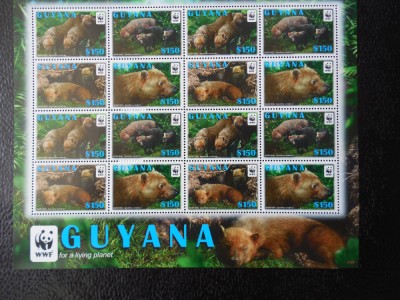 Guyana-Fauna wwf -kleinbogen-nestampilat foto