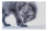 Tablou Canvas, "Vulpea arctică &icirc;n zăpadă albăstruie", Blană, Albă, Privire, Ascuțită, Animal, Arctic, Drum, Zăpadă., 39 x 26 cm, CMCLASS