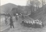 P2443N Ciobani cu oi, Transilvania, anii 1930