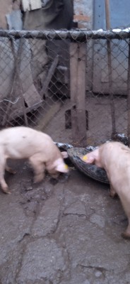 Animale domestice foto