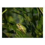 Tablou Canvas, "Brotăcel pe frunză la soare", Verde, Broască, Frunze, Natură, Umbre, Mică, Relaxează, Plante, Organic, Furtivo., 39 x 26 cm, CMCLASS