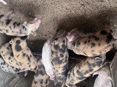 Vand porci 6 saptamani