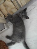 Pisici British shorthair