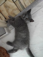 Pisici British shorthair