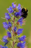 IARBA SARPELUI . ECHIUM VULGARE 10 seminte pt semanat