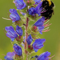 IARBA SARPELUI . ECHIUM VULGARE 10 seminte pt semanat