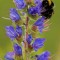 IARBA SARPELUI . ECHIUM VULGARE 10 seminte pt semanat