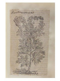 Colecție cu 20 de gravuri botanica, legată &icirc;ntr-un singur volum - secolul XVI