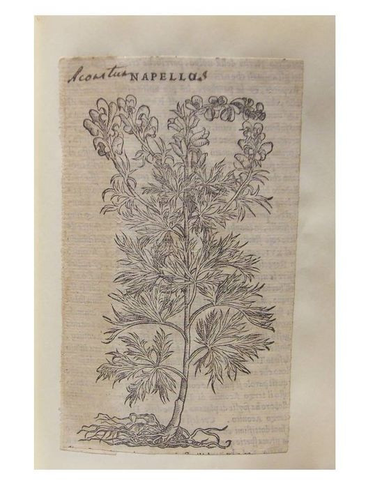 Colecție cu 20 de gravuri botanica, legată &icirc;ntr-un singur volum - secolul XVI