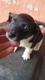 Jack Russell Terier