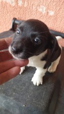 Jack Russell Terier foto