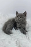 Pui British Shorthair superbi