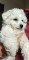 Bichon frise de vanzare! - 2