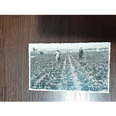 Fotografie tip carte postala, ministrul Voicu nitescu, necirculata