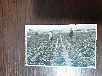 Fotografie tip carte postala, ministrul Voicu nitescu, necirculata foto