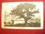 Ilustrata - Pictura -MH Georgescu - Peisaj din Busteni, interbelica
