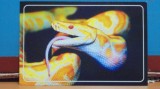 FAUNA - SARPE CONSTRICTOR - NECIRCULATA.