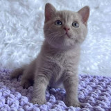 Vand puiuti British Shorthair