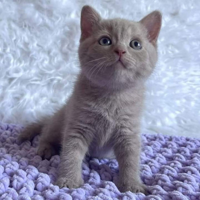 British Shorthair Blue foto