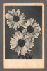 CPIB 20865 - CARTE POSTALA, FELICITARE - GERBERA, IMPORT, Necirculata, Printata