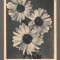 CPIB 20865 - CARTE POSTALA, FELICITARE - GERBERA, IMPORT