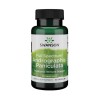 Andrographis Paniculata 400mg 60cps Swanson, Swanson Health Products