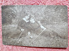 Fotografie tip carte postala, prietene la pescuit, 1920