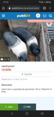 Vand porc bazna foto