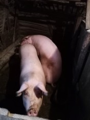 Porci la Salbagel com Gavojdia jud Timis. Miculin Ana nr 22. foto