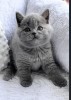 Pui British Shorthair băiețel, #1 All Systems