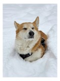 Tablou Canvas, "Corgi fericit &icirc;n zăpada moale", I don't know who this is, but it looks like a dog enjoying the snow!, 26 x 39 cm, CMCLASS