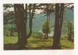RF146 - Carte Postala - Tusnad. Lacul Sf. Ana, circulata