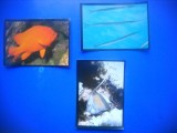 HOPCT LOT NR 20 - 3 CARTONASE - PESTI / FAUNA- ITALIA