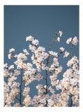 Tablou Canvas Florale Sub Cer Senin Artă Naturală, 26 x 39 cm, CMCLASS