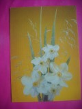 HOPCT 11427 NARCISE - RUSIA -CP FELICITARE FLORI- -NECIRCULATA