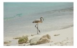 Tablou Canvas, "Flamingo pe plajă sub soare cald", Flamingo, Plajă, Nisip, Mare, Pietre, Apă, Lumină, Cer, Singurătate, Frumusețe, 39 x 26 cm, CMCLASS