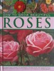 How to Grow Beautiful Roses - Peter McHoy, Lorenz Books, 2013, Engleza, Ghid Crestere, Hardcover