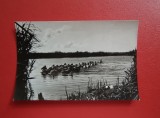 CARTE POSTALA - RPR - PELICANI IN DELTA DUNARII