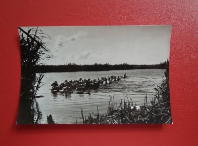 CARTE POSTALA - RPR - PELICANI IN DELTA DUNARII foto