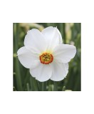 Cumpara ieftin Narcise Narcissus, Actaea, Alb, 14/16, 1 Bulb, Oem