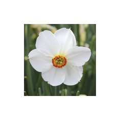 Narcise Narcissus, Actaea, Alb, 14/16, 1 Bulb