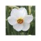 Narcise Narcissus, Actaea, Alb, 14/16, 1 Bulb