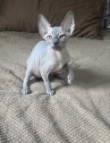 Dany &ndash; baietel sphynx din felisa cu certificat pedigree WCF