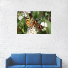 Tablou Canvas, Fluturele multicolor pe zambila alba - 60 x 90 cm foto