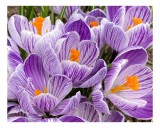Tablou Canvas, "Crocus violet &icirc;n floare primăvăratică", Flori, Crocus, Mov, Alb, Portocaliu, Primăvară, Petale, Natură, Frumusețe, Grădinărit, 39 x 26