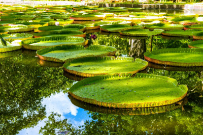 Fototapet de perete autoadeziv si lavabil Nuferi pe lac, 400 x 250 cm foto