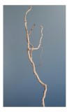 Tablou Canvas, "Dansul crengii sub cer senin", Răsucire, Minimalism, Natură, Textură, Simplitate, Contrast, Subtilitate, Eleganță, 26 x 39 cm, CMCLASS