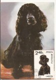 CA13-Carte Postala- Cocker Spaniel, necirculata 1971