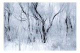 Tablou Canvas, "Vis de iarnă &icirc;n pădurea &icirc;nghețată", Alb, &Icirc;nghețat, Copaci, V&acirc;nt, Etereal, Rece, Tăcere, 39 x 26 cm, CMCLASS