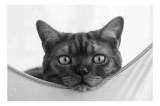 Tablou Canvas, "Curiozitatea tigrului domestic relaxat", Pisica, Privire, Urechi, Blană, Whiskers, Ochi, Nas, Relaxare, Confort, Curiozitate, 39 x 26